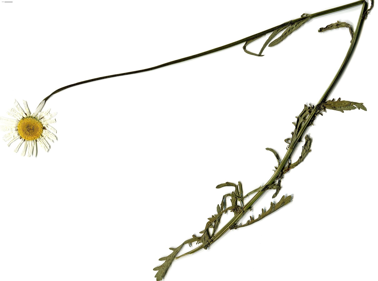 Leucanthemum vulgare (Asteraceae)